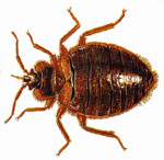 Travel Bedbug Prevention